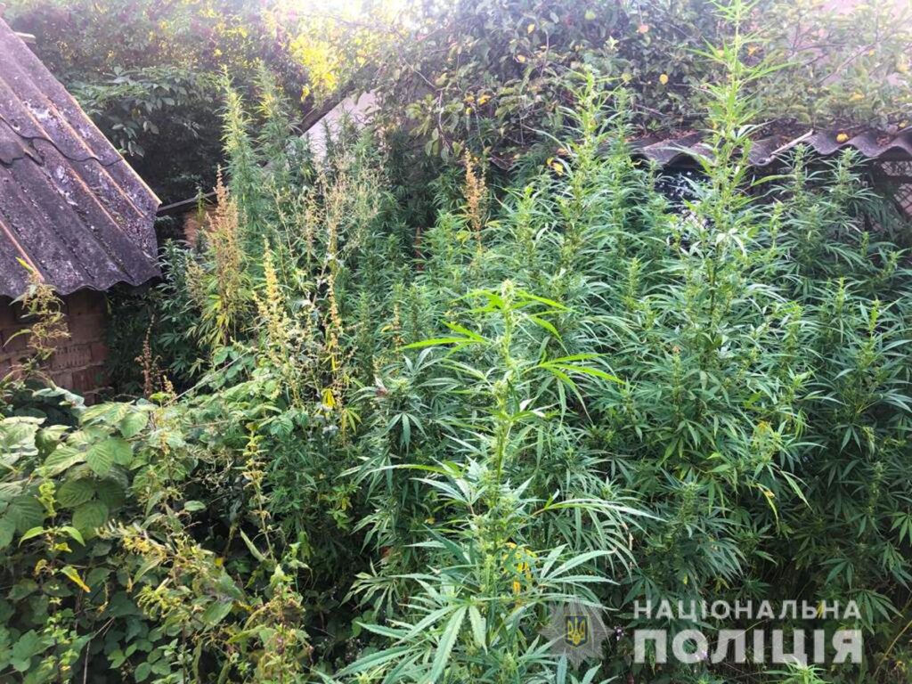 Поліцейські вилучили у буковинця понад пів тисячі незаконно вирощених конопель